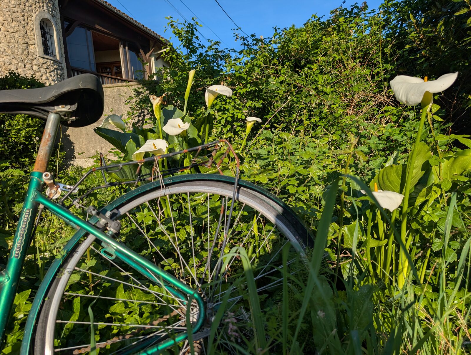 Vélo vintage devant la maison et les arums