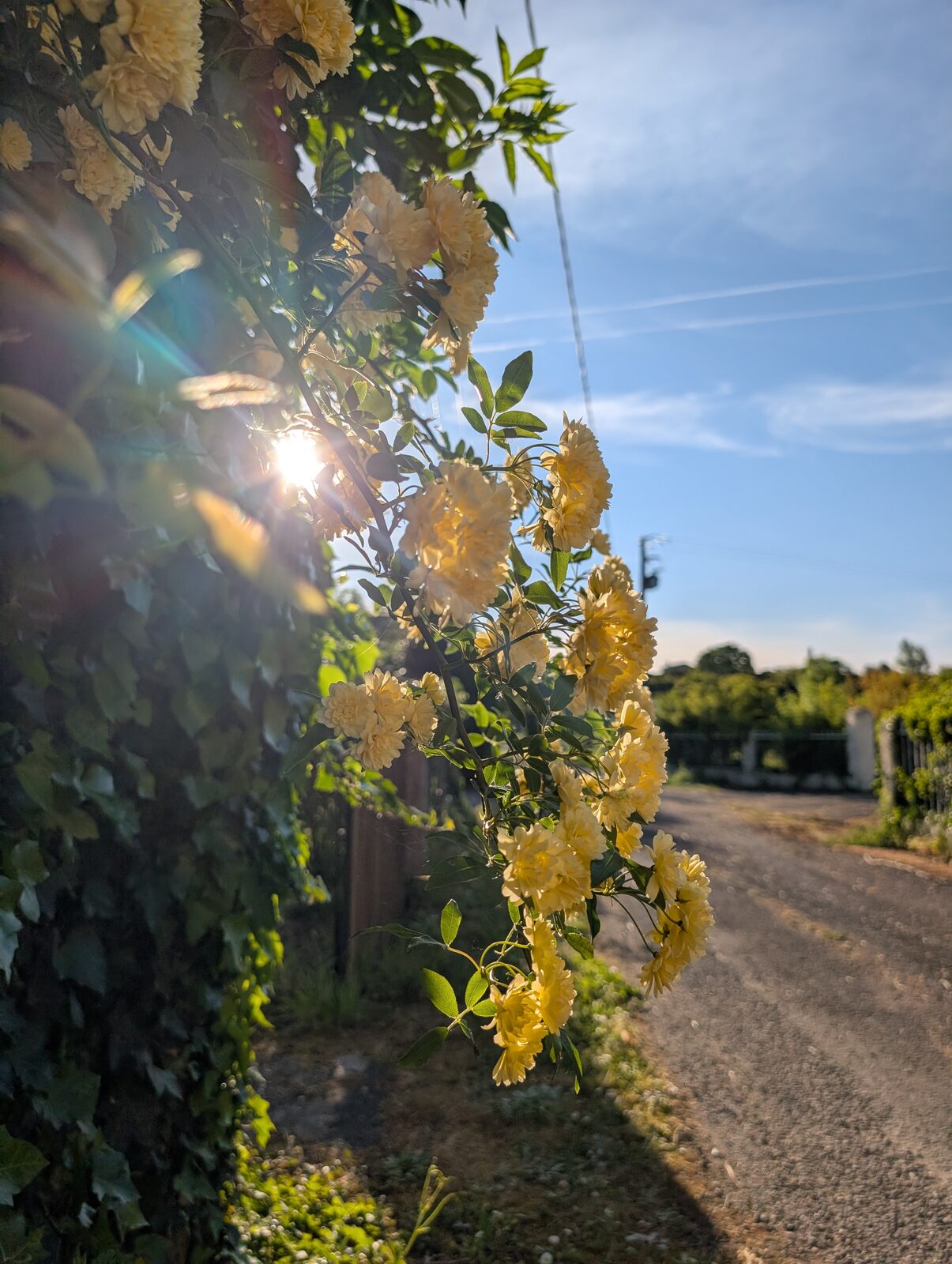 Roses jaunes en contre-jour sur le mur du jardin